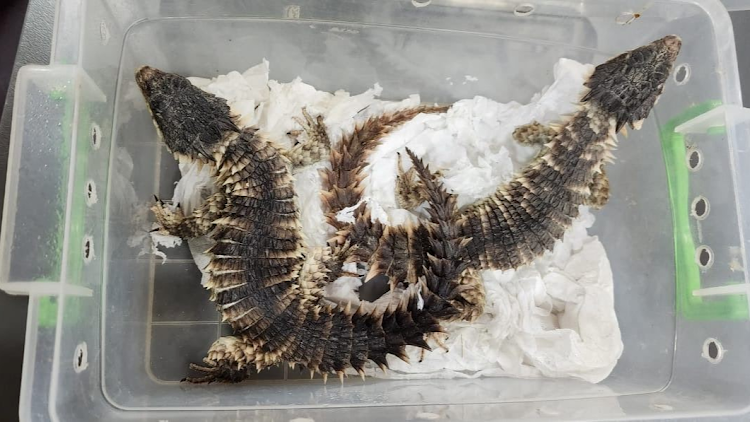 Sungazer lizards (Smaug giganteus) were part of the consignment to be delivered by PostNet to KZN. The senders were arrested when they arrived at the branch to look for a snake that may have escaped from one of the packages.