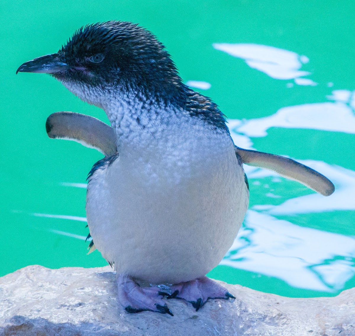 little blue penguin / fairy penguin