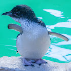 little blue penguin / fairy penguin