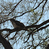 Pallid Cuckoo ( sub adult)