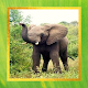 Download Elephant Pictures For PC Windows and Mac 1.0