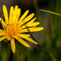 Fiore d'alta montagna di 