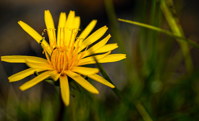 Fiore d'alta montagna di simi_ferraro