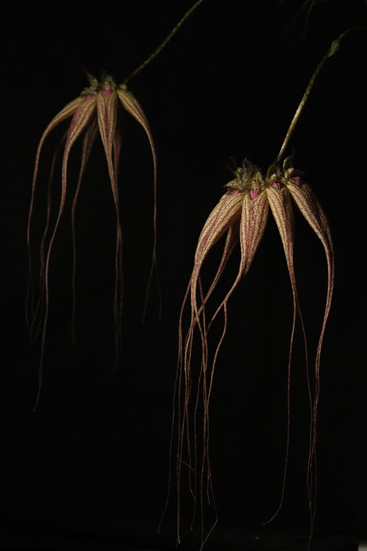 Bulbophyllum Elizabeth Ann J9d2LJr7ubACGdxLWtLcQCd0gPbohu9xDRz9wgMc-z0cscrSLr5Rz6wNEcASIkudflJqlIFXXNOKsQ=w1280-h800-no