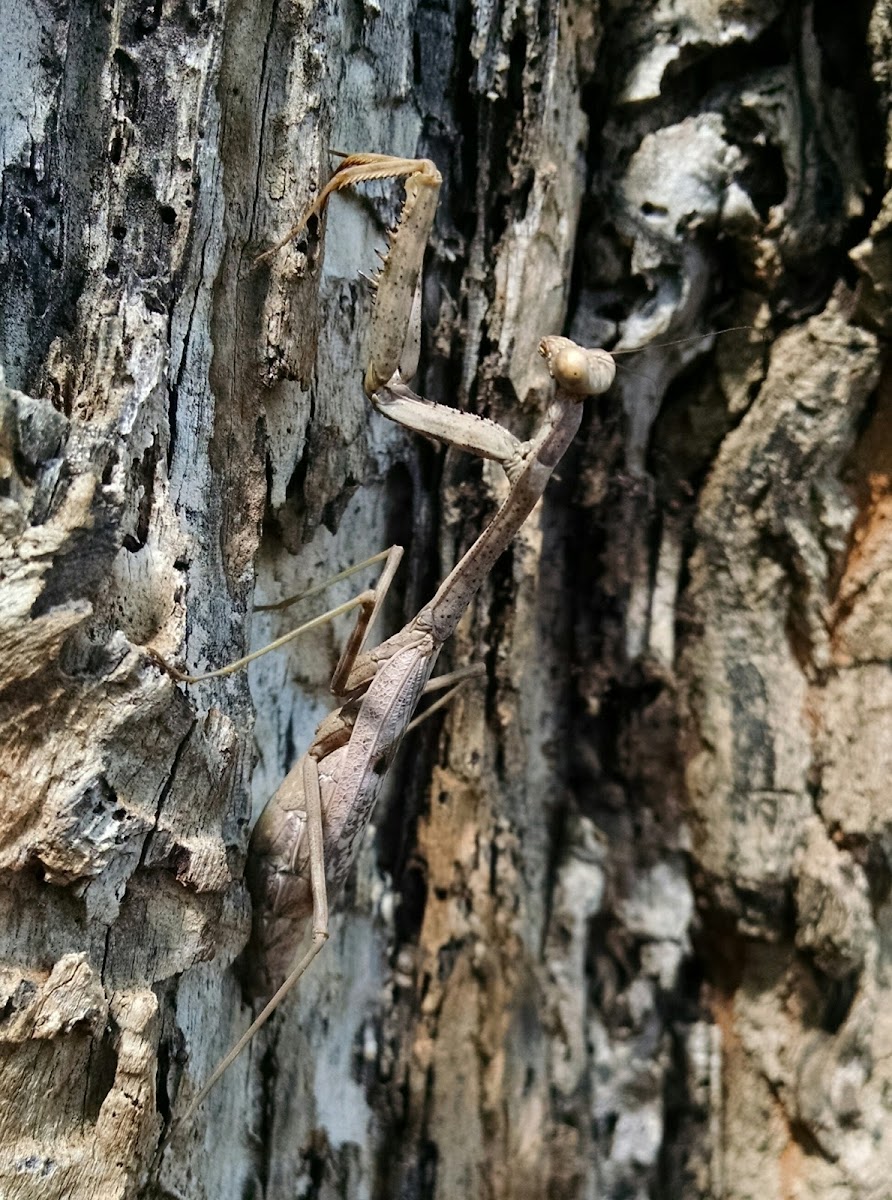 Carolina Praying Mantis