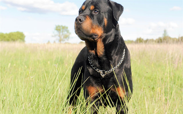 Rottweiler Themes & New Tab