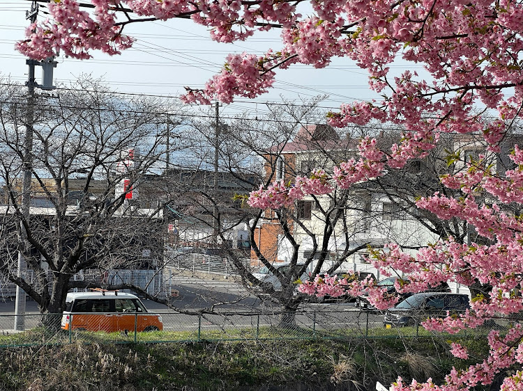 ムーヴキャンバスの初めての春🌸・河津桜、見つけた🌸・春爛漫🌸・桜に癒されて🌸・幸せな構図🍊🌸に関するカスタム事例の投稿画像7枚目