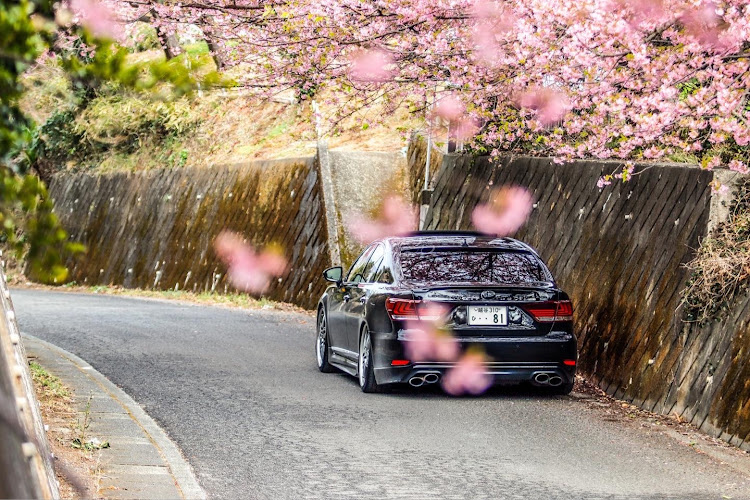LSの小田原・河津桜・桜・🌸に関するカスタム事例の投稿画像3枚目