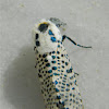 Leopard moth