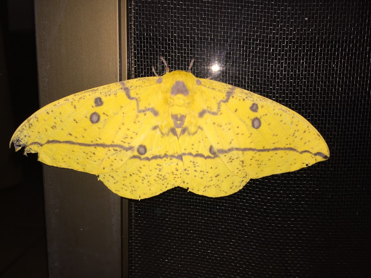 Imperial moth