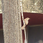 Eurasian Wryneck