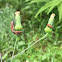 Milkweed Bug