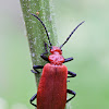 Red-headed cardinal beetle