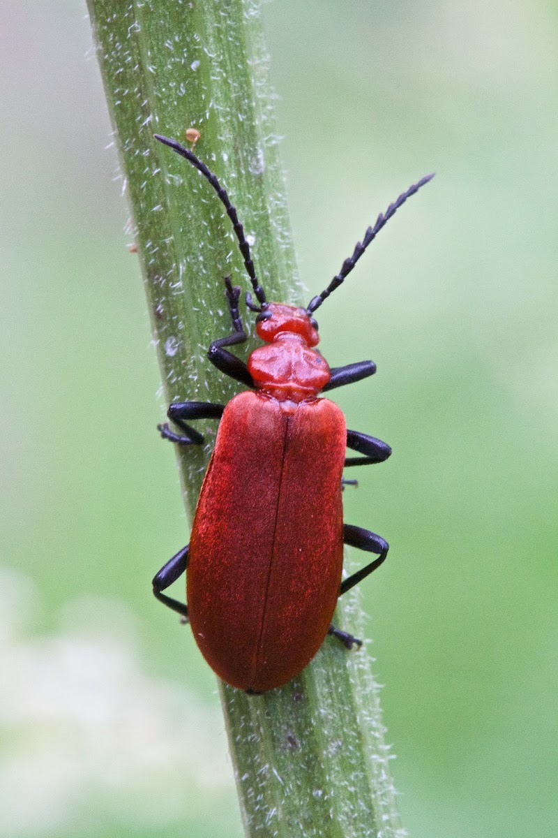 Red-headed cardinal beetle