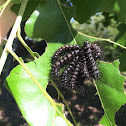 Buck moth caterpillars