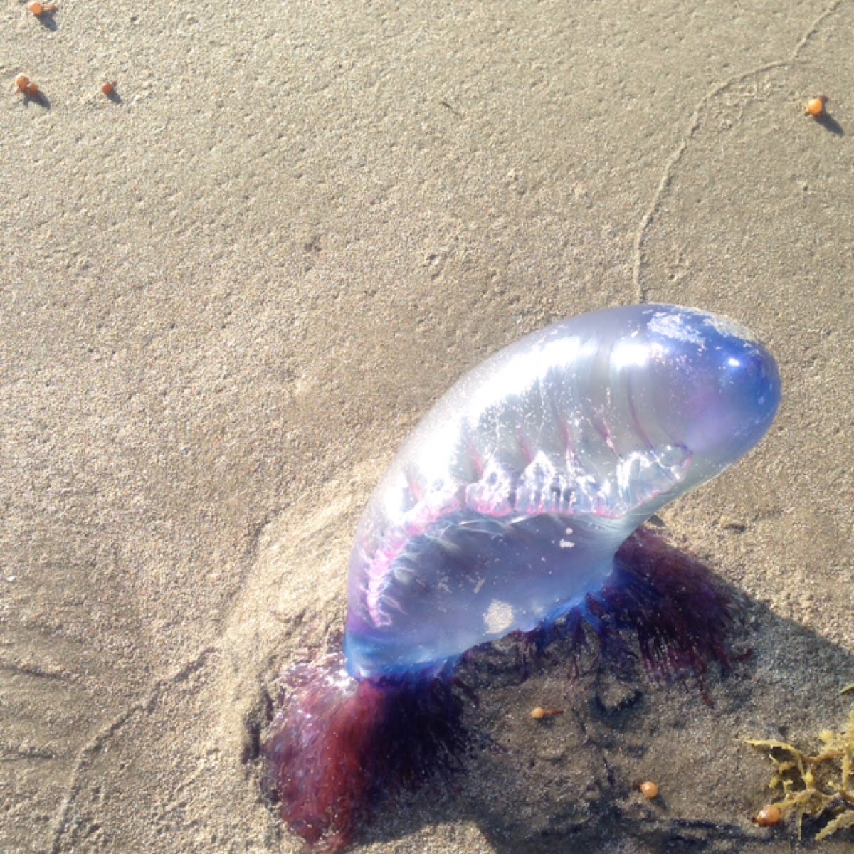 Portuguese man o' war