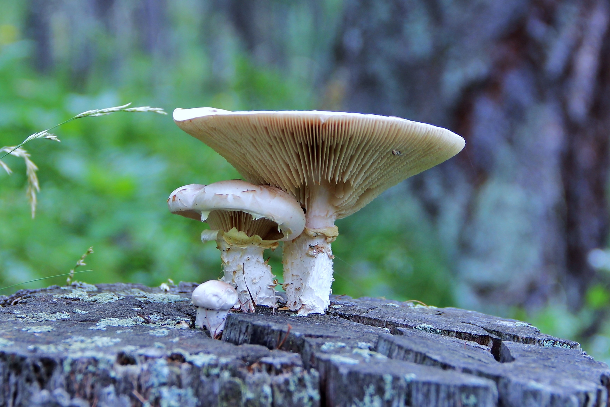 Funghi lignicoli di Rosaria_Scrofani