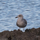 Herring Gull