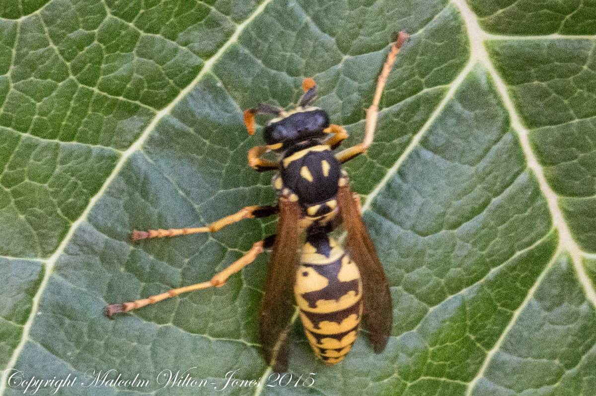 European Paper Wasp