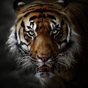 Tiger Wallpapers icon