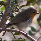 Robin; Petirrojo