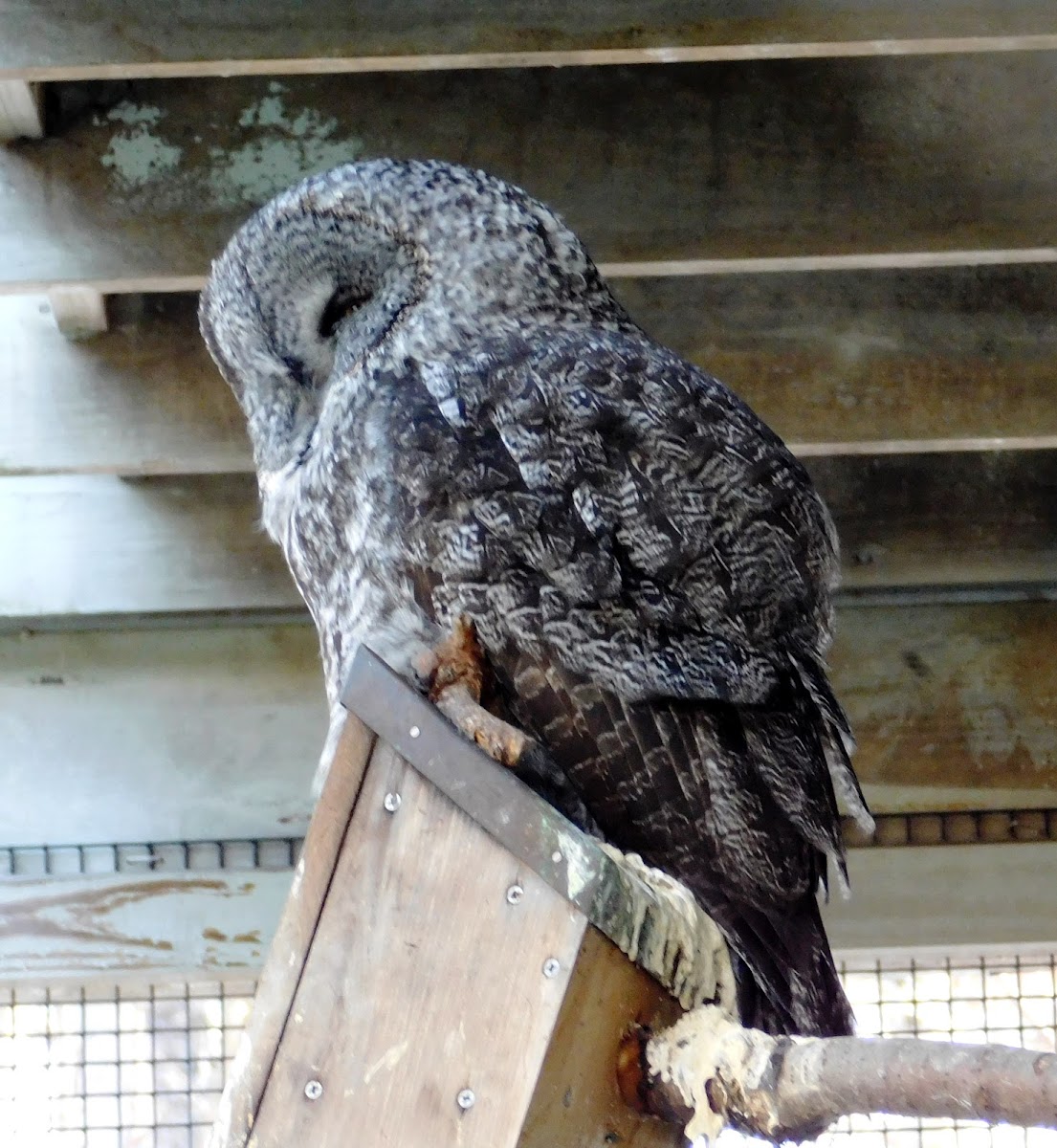 Barred Owl