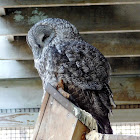 Barred Owl