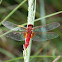 Scarlet Dragonfly