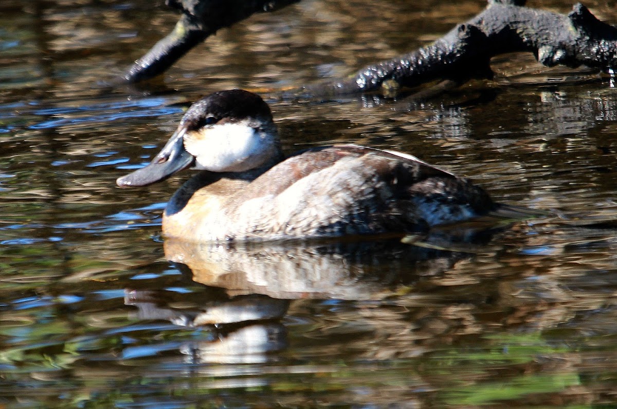 Ruddy Duck