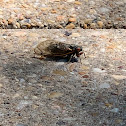 Cicada Brood X