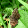 Glaced Tufted-Skipper