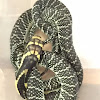 King cobra (neonate)