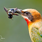 White-fronted bee-eater