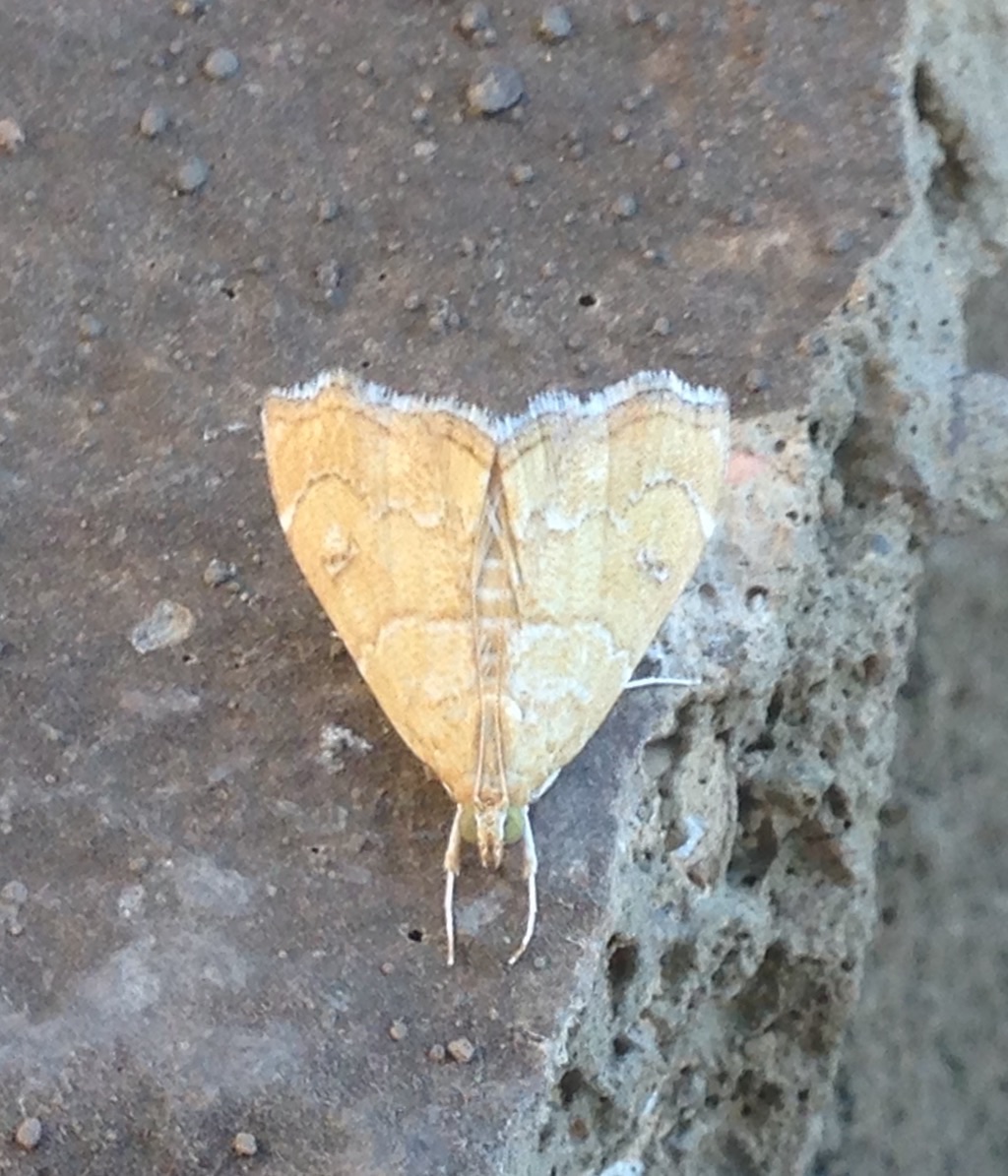 Crambid Moth