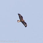 Buzzard