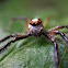 Two striped jumping spider