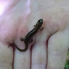 Northern Dusky Salamander