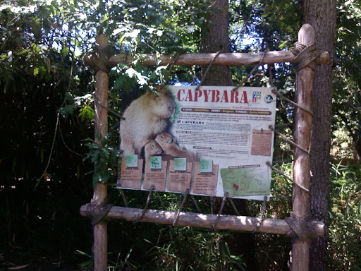 Capybara