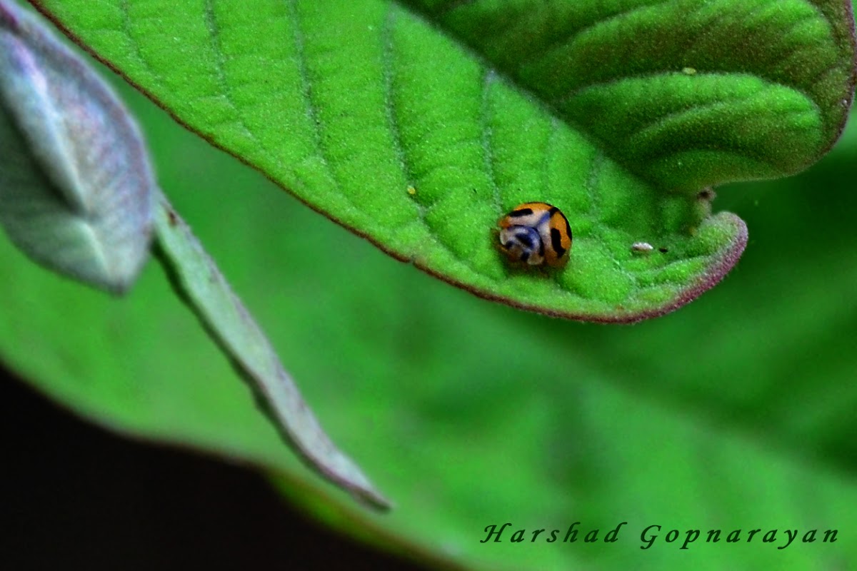 Ladybird Beetle