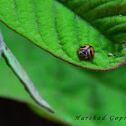 Ladybird Beetle