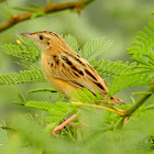 Zitting cisticola