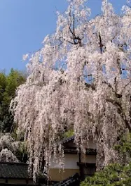 『少女』と『偽り』の桜