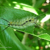 Halysidota sp. caterpillar