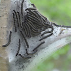 Eastern Tent Caterpillar