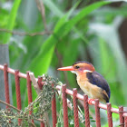 African Pygmy Kingfisher