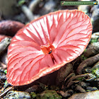 Scarlet waxcap