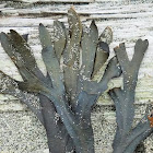 Rockweed