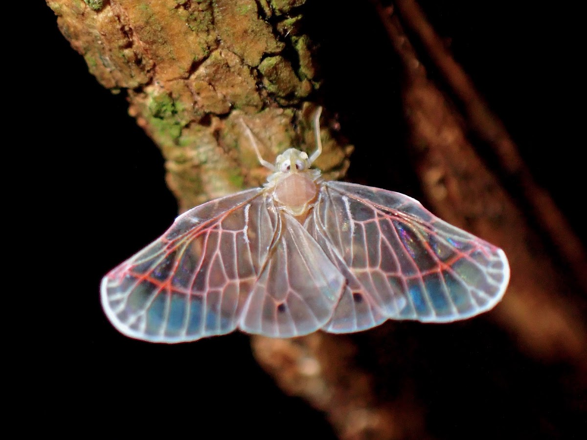 Derbid Planthopper