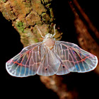 Derbid Planthopper