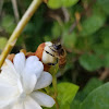 Western honey bee